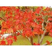 Acer palmatum “Osakazuki“ Клен веерный “Окушимо“ фото