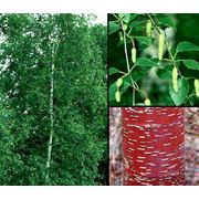 Betula albosinensis Береза китайская фотография