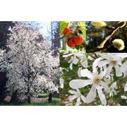 Magnolia cobus Магнолия кобус фотография