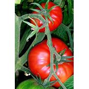 Семена томатов фото