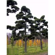 Pinus nigra ssp. nigra фотография