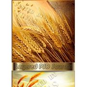 Пшеница зерно фото