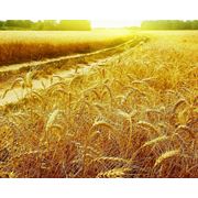 Пшеница Казахстан Пшеница 3 класс Пшеница в Казахстане продажа