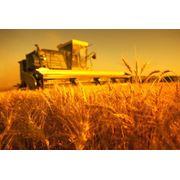 Пшеница 3 класса в Казахстане на Экспорт оптом купить