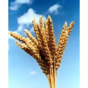 Пшеница зерно пшеницы.