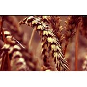 Пшеница с высоким содержанием протеина фото
