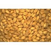 Пшеница фуражная на экспорт в Казахстане фотография