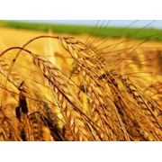 Пшеница мягкая урожая 2012 г. фотография