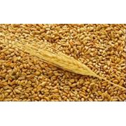 Пшеница продовольственная Пшеница продовольственная 3 4 класс