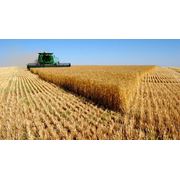 Семена пшеницы - яровая мягкая 1-го класса фото