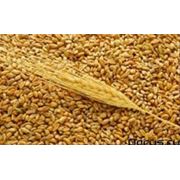 Пшеница 3 класс пшеница продажа пшеницы фото