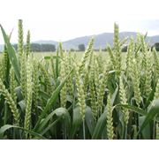 Пшеница мягкая, мягких сортов купить в Казахстане фото