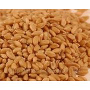 Пшеница мягкая в Астане фото