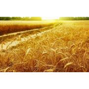 Пшеница золотая в Астане фотография