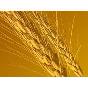 Пшеница четвертого класса фото