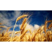 Пшеница фото