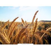 Пшеница многолетняя фотография