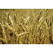 Пшеница третьего класса Пшеница 3 класса в Казахстане Пшеница третий класс оптом в Казахстане