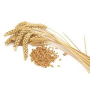 Пшеница зерно фотография