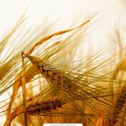 Пшеница яровая твердых сортов фотография