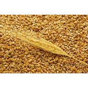 Пшеница мягкая экспорт фото