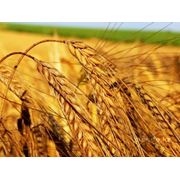 Пшеница мягких сортов в Казахстане Пшеница мягкая оптом в Казахстане фото