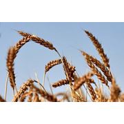 Пшеница третьего класса мягкая урожая 2012г.
