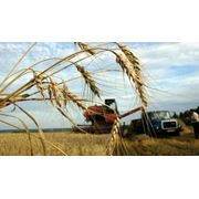Пшеница на экспорт Казахстан Опт