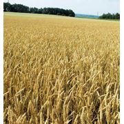 Пшеница 3класс фото