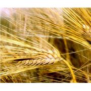 Пшеница продовольственная Пшеница продовольственная в Казахстане