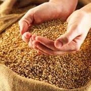 Купим пшеницу ТОО АгроМаркетингАстана