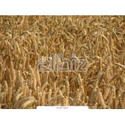 Пшеница экспорт фотография