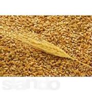Пшеница Зерно 3 класса мягкая фотография