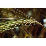Культуры зерновые Зерновые культуры
