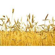Зерно зерновые культуры фото