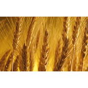 Пшеница яровая купить в Казахстане фотография