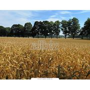 Пшеница гибридная фото