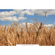 Продовольственная пшеница первого класса фото