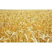 Пшеница первого класса фото