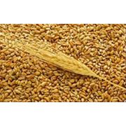 Пшеница 3 класс Пшеница экспорт Пшеница 3 класс Казахстан