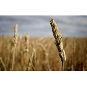 Пшеница фуражная 3-класс экспорт