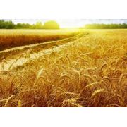 Пшеница обыкновенная