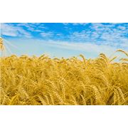 Пшеница золотая фотография