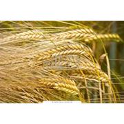 Пшеница фуражная 5 класс фото