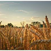 пшеница 3кл.мяг фотография