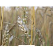 Зерно Казахстан Зерно Зерновые культуры зерно в Костанае