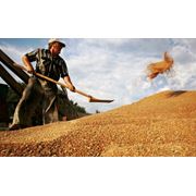 Зерно зерновые культуры из Казахстана Костанай ТОО Муган фото