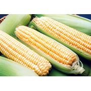 Кукуруза Кукуруза в Казахстане Кукуруза оптом