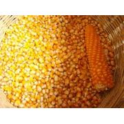 Семена кукурузы Тургайская 5/87 фотография
