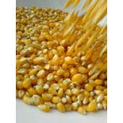 Кукуруза зерно закуп Кукурузы реализация.